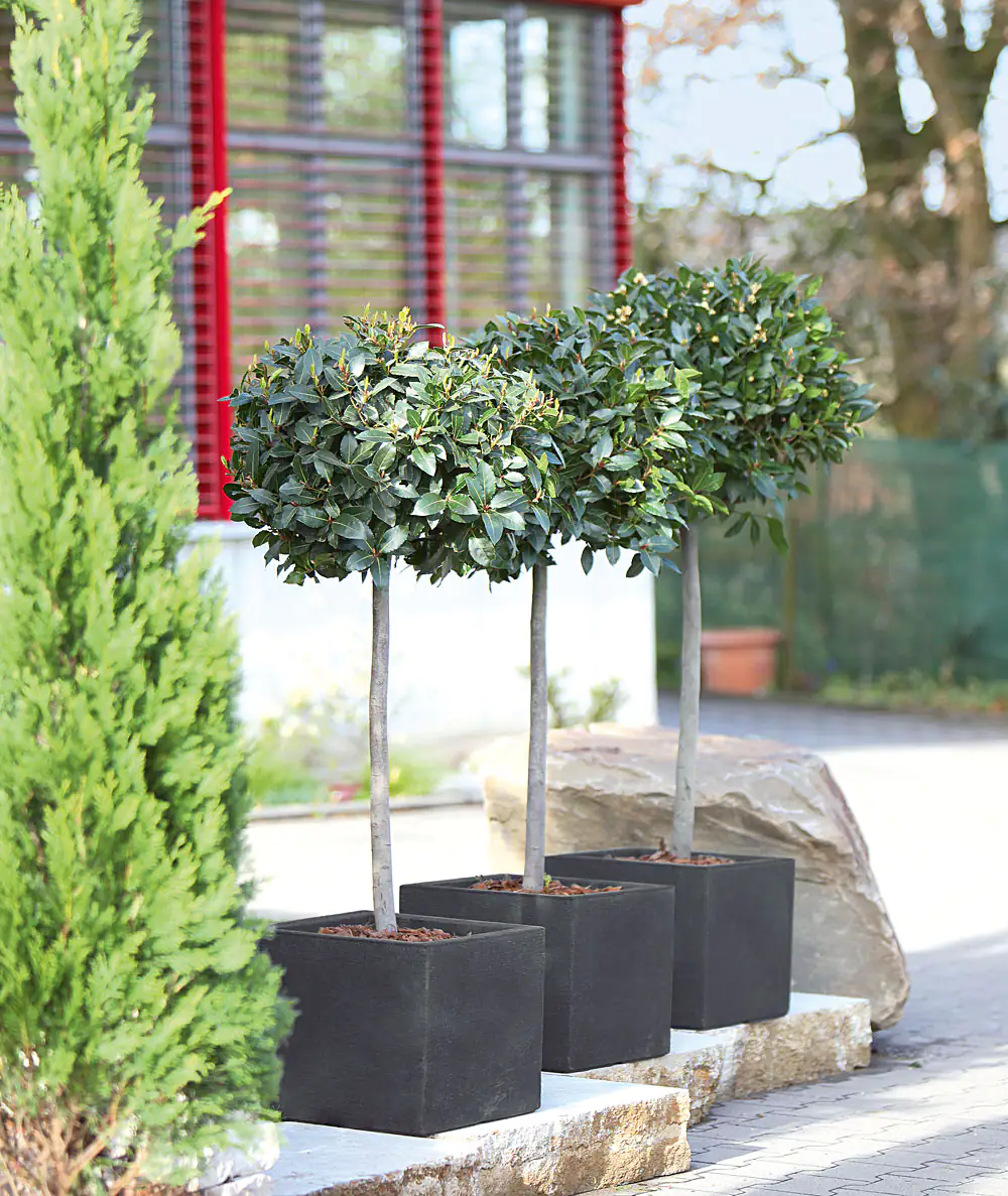 Geli Pflanztopf Kubus 80 x 30 x 27 cm anthrazit