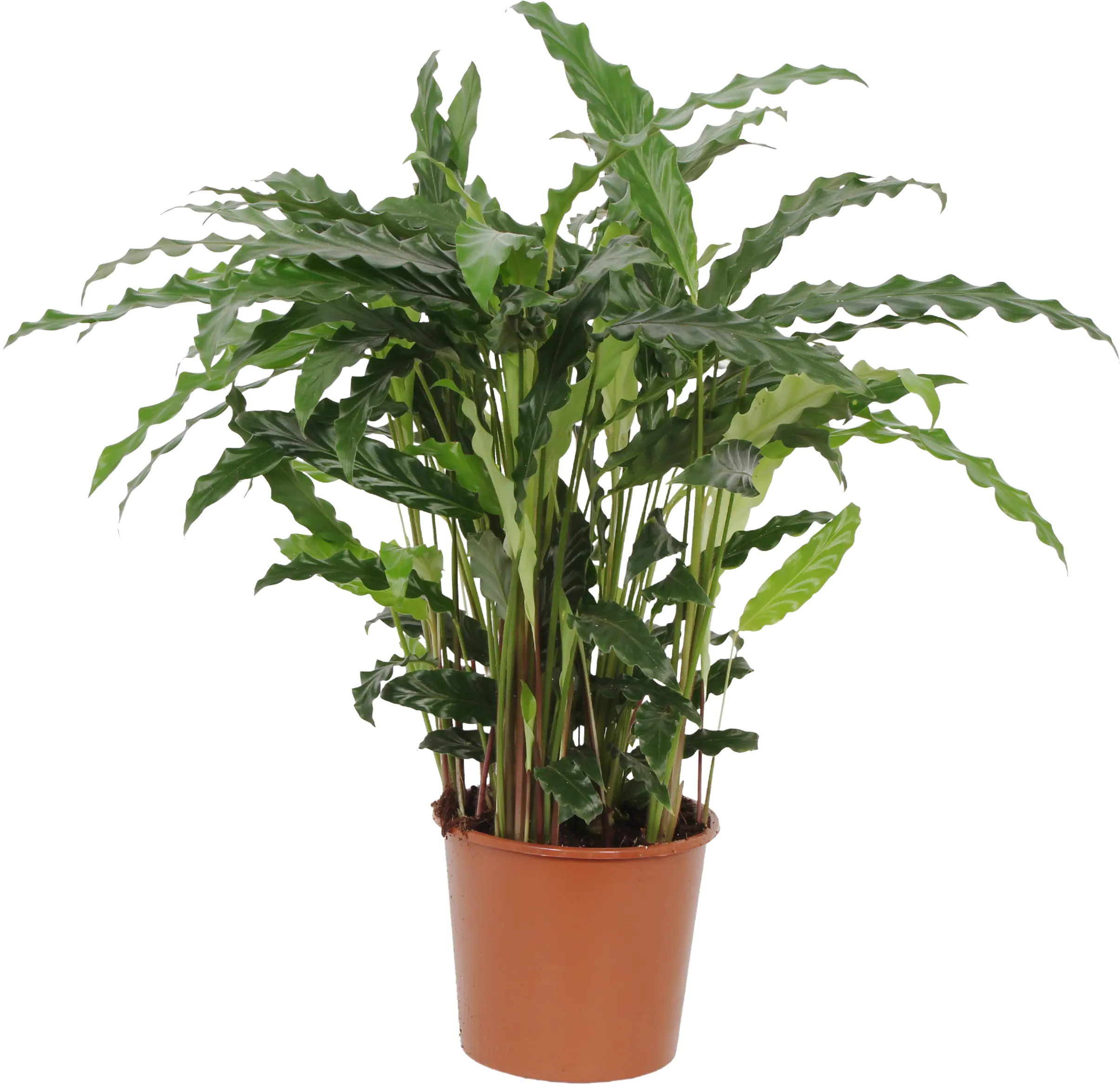 HAMIPLANT Korbmarante Calathea im 17 cm Topf