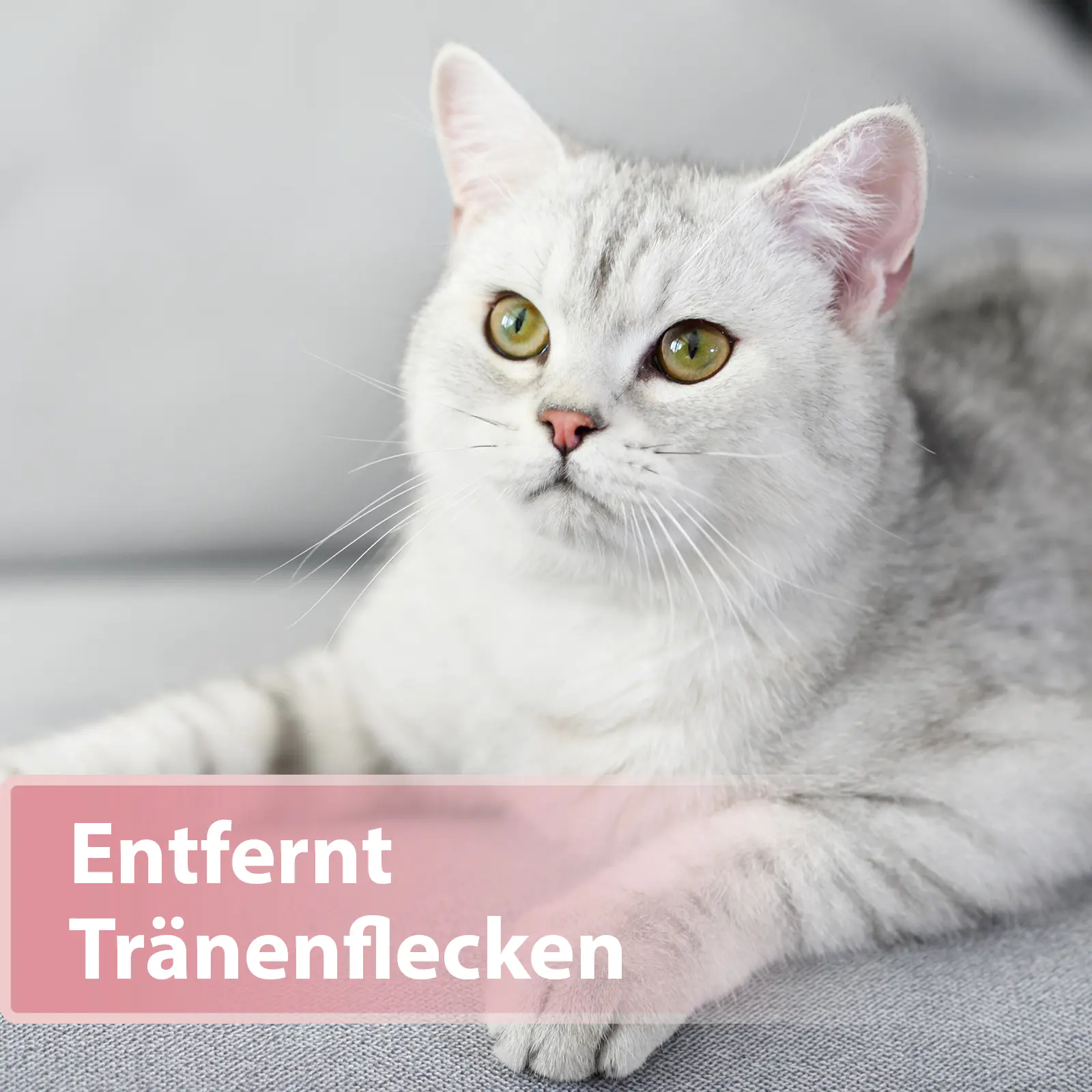 Felisept Augenpflege Pads für Katzen 100 Stück
