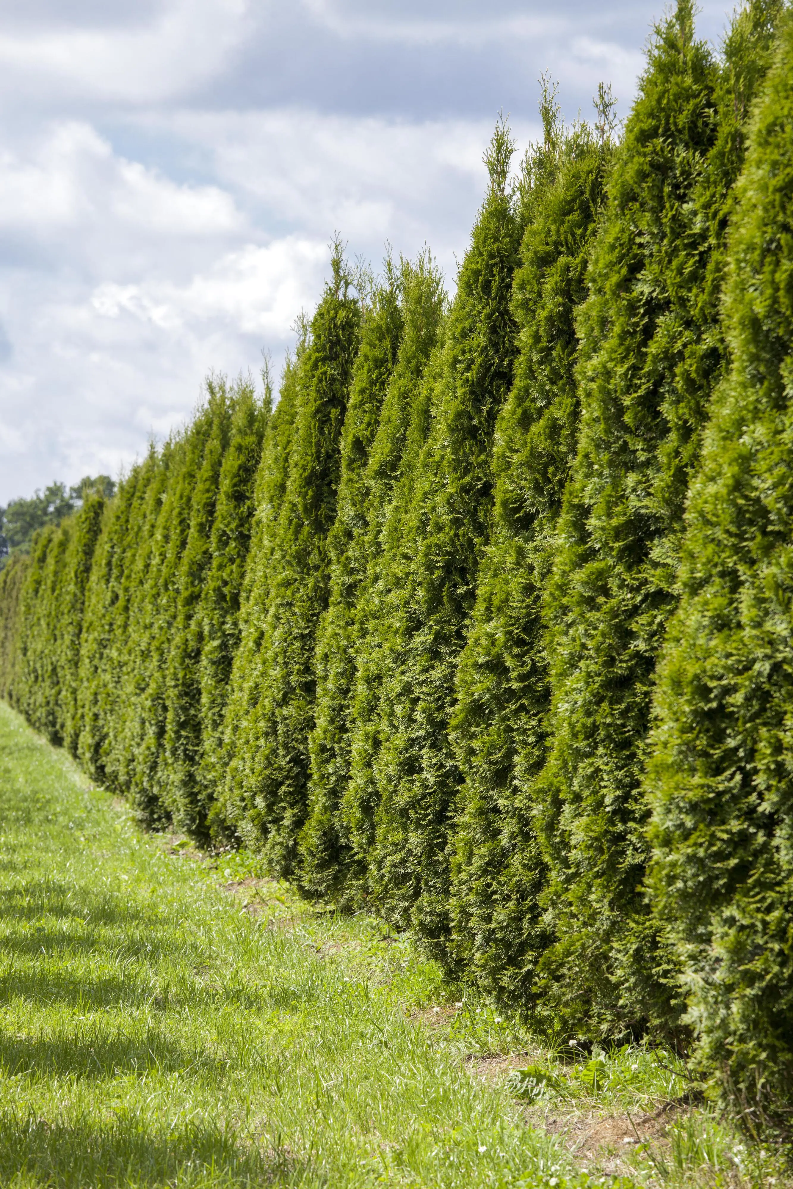 Lebensbaum Thuja occ. Smaragd H 80 - 100 cm, 25 Stück