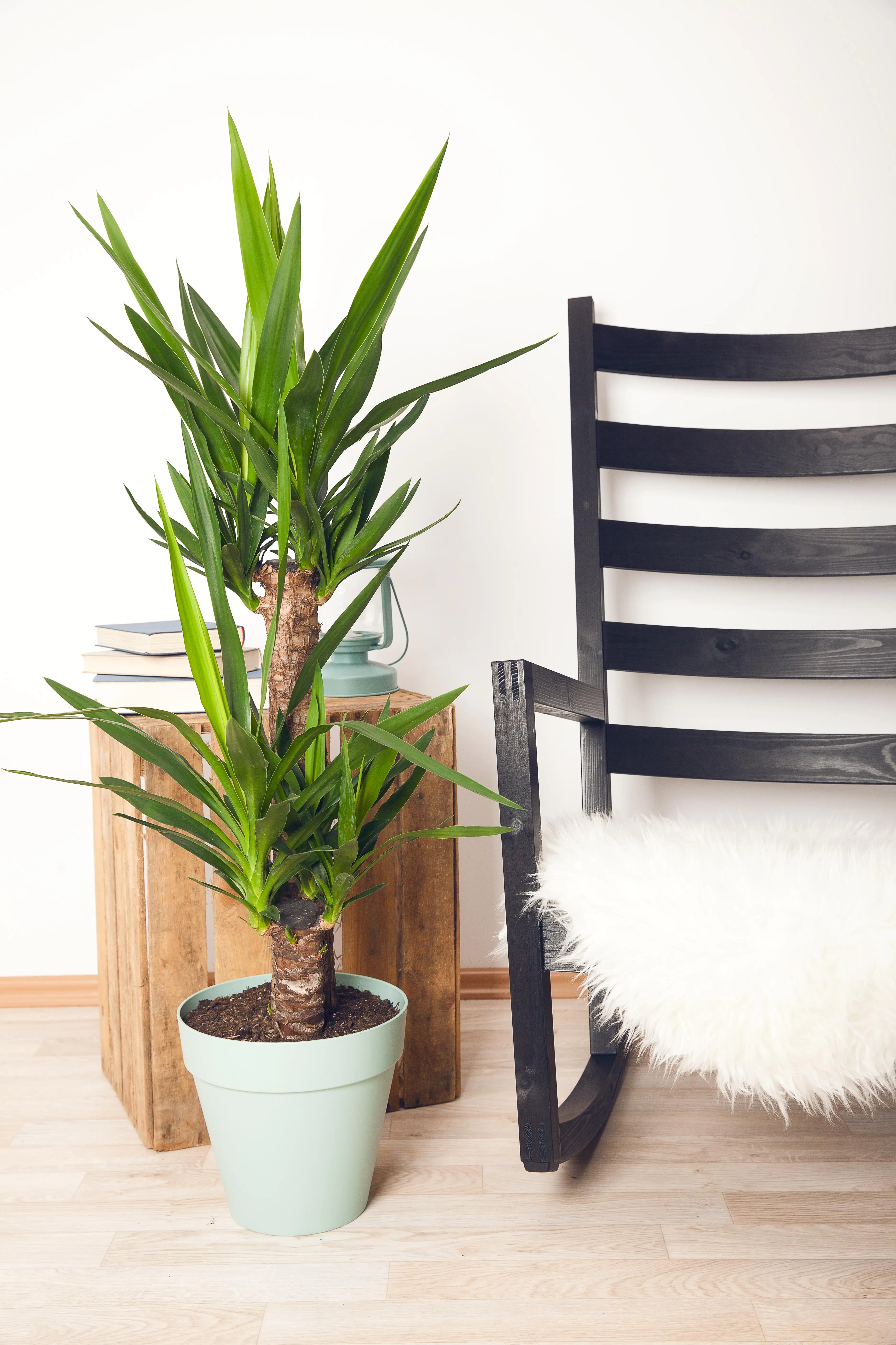 Palmlilie Yucca 2 Stämme H ca. 80 cm 17 cm Topf