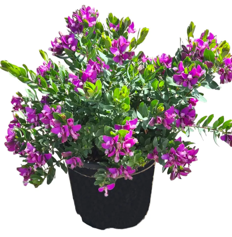 Polygala Grandiflora Kreuzblume 22 cm