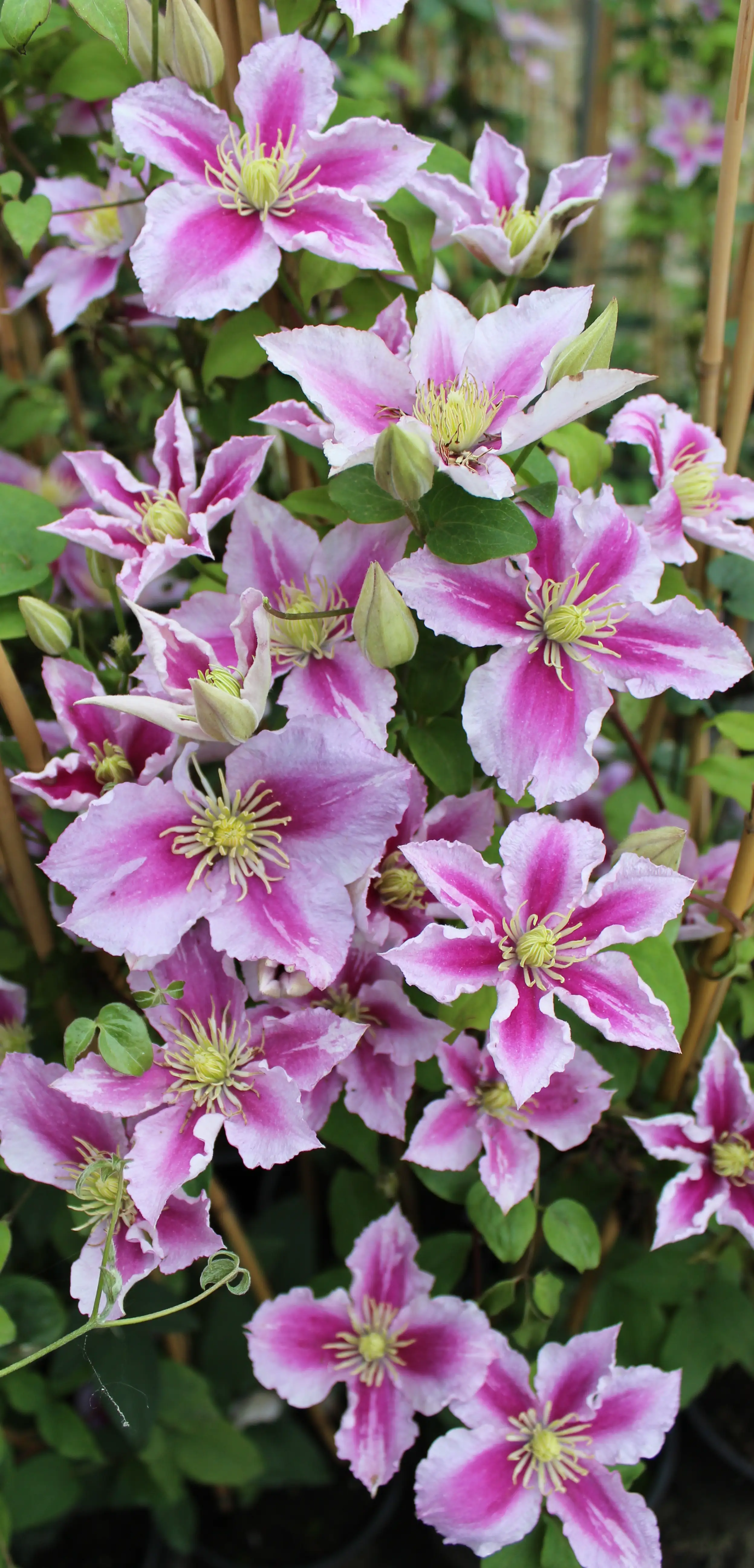 Waldrebe Clematis 2-farbig H 40 - 60 cm 2 L Eckcontainer