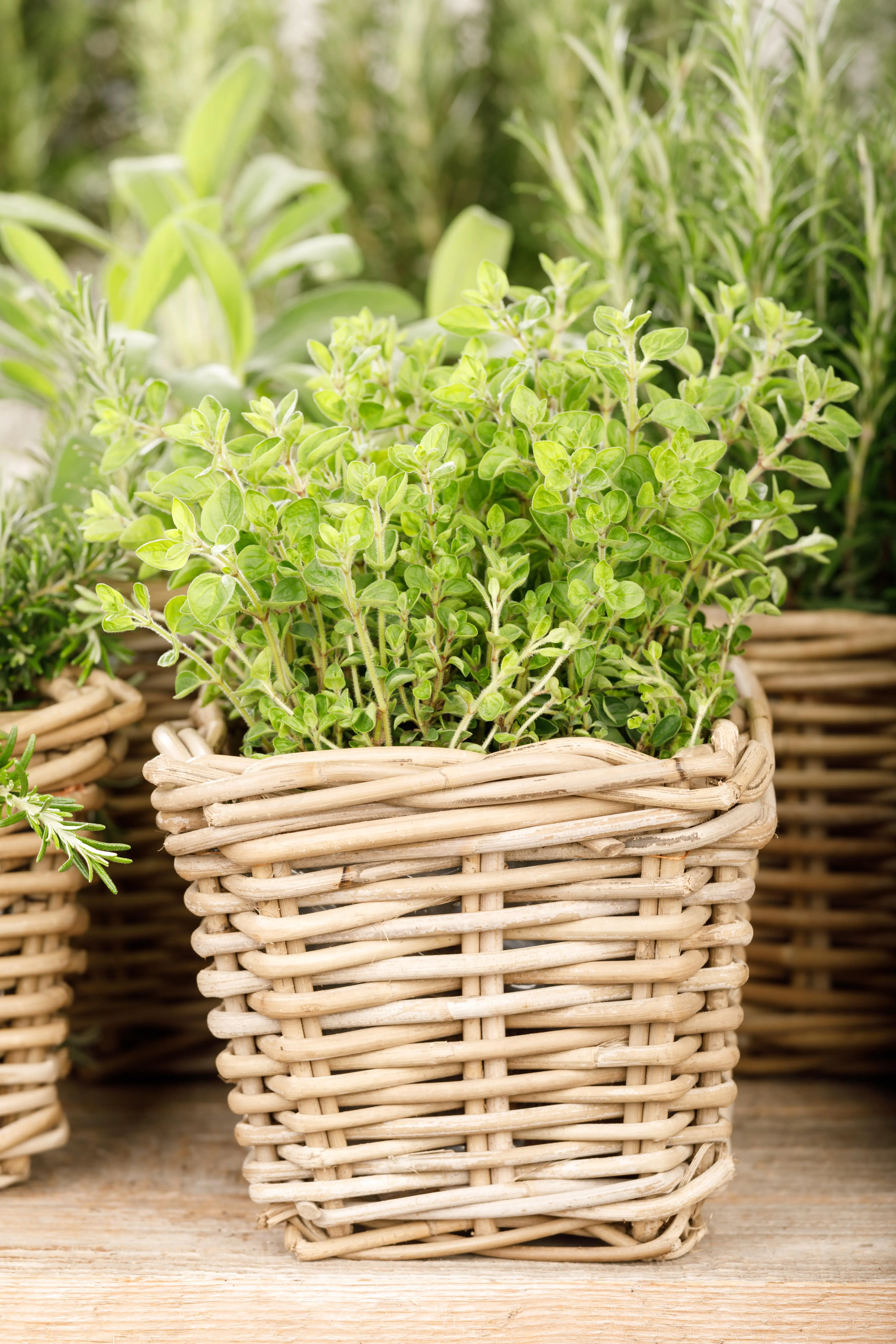 Mediterrane Gewürzkräuter Oregano Origanum Vulgare H 25 cm 14 cm Topf