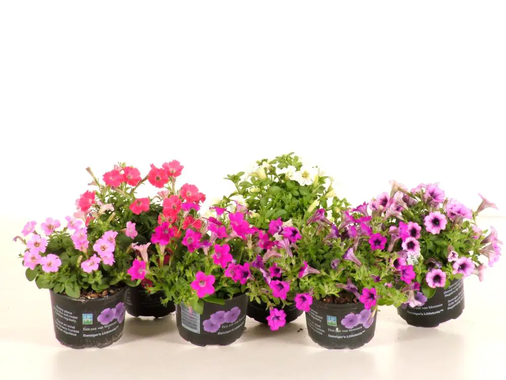 Beet- und Balkonpflanzen Petunie Petunia Callibrachoa H 20 cm 10,5 cm Topf