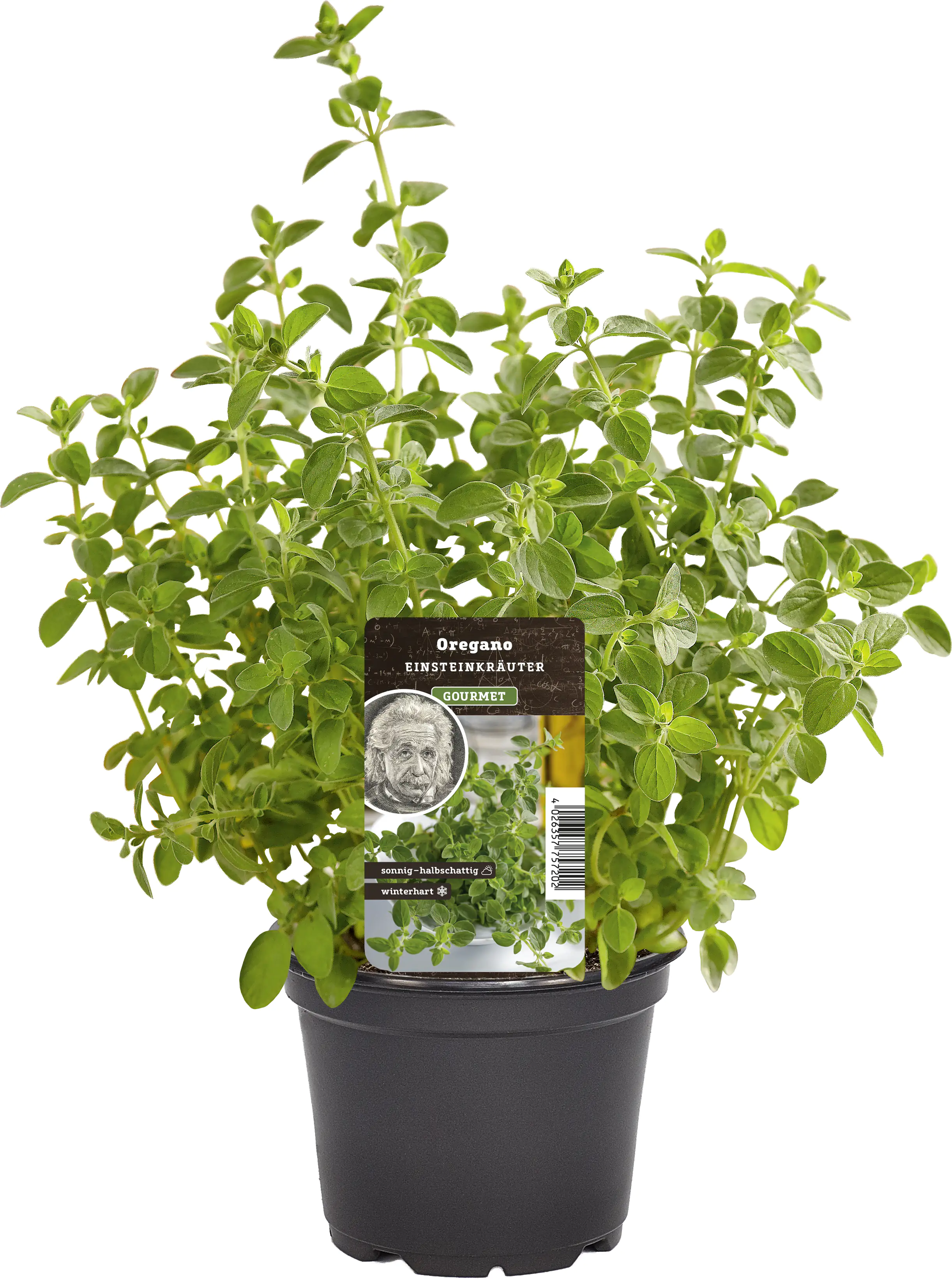 Einsteinkräuter Oregano vulgare 12 cm Topf