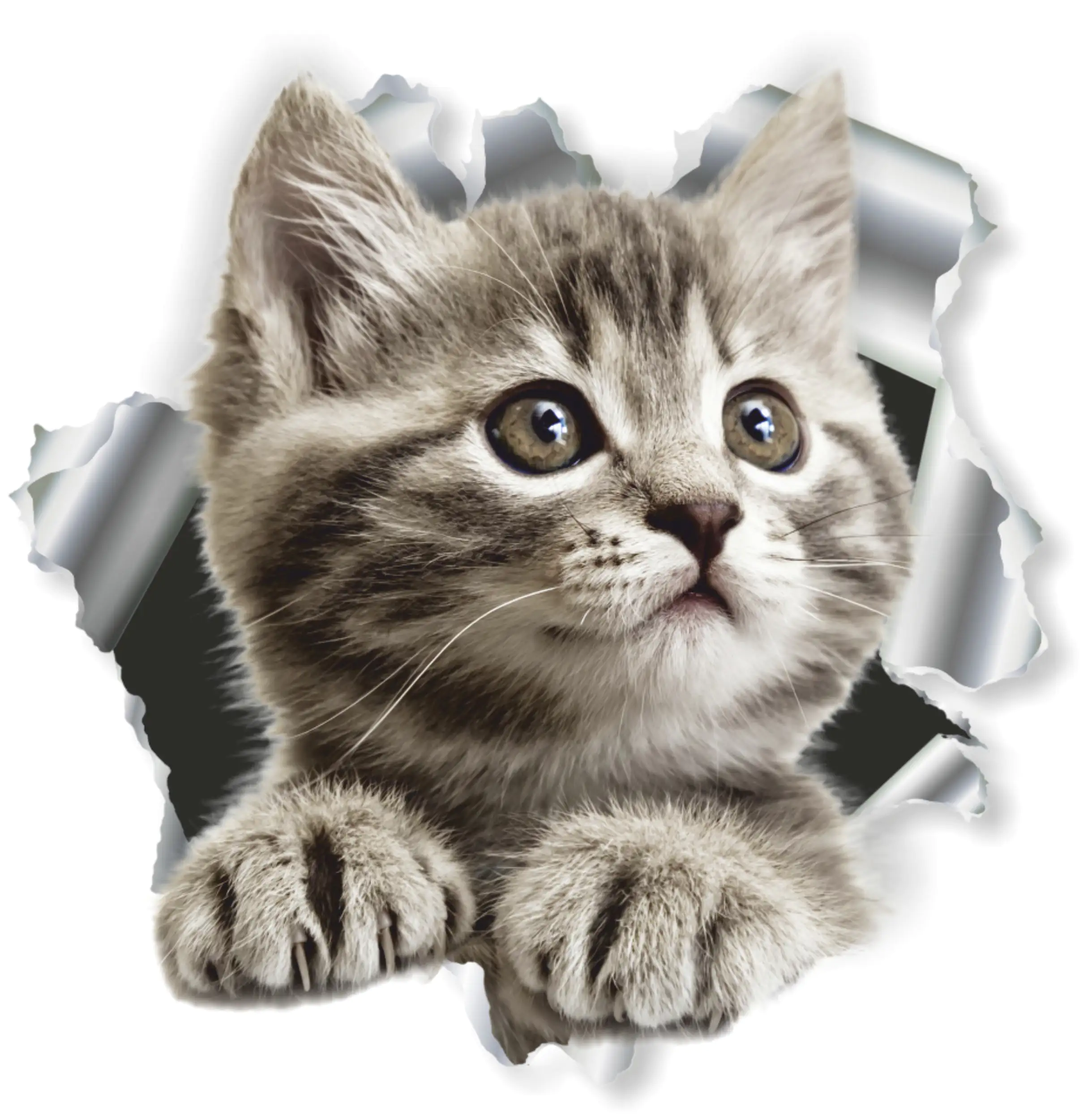 Hermann Schütz Aufkleber Einschussloch Katze