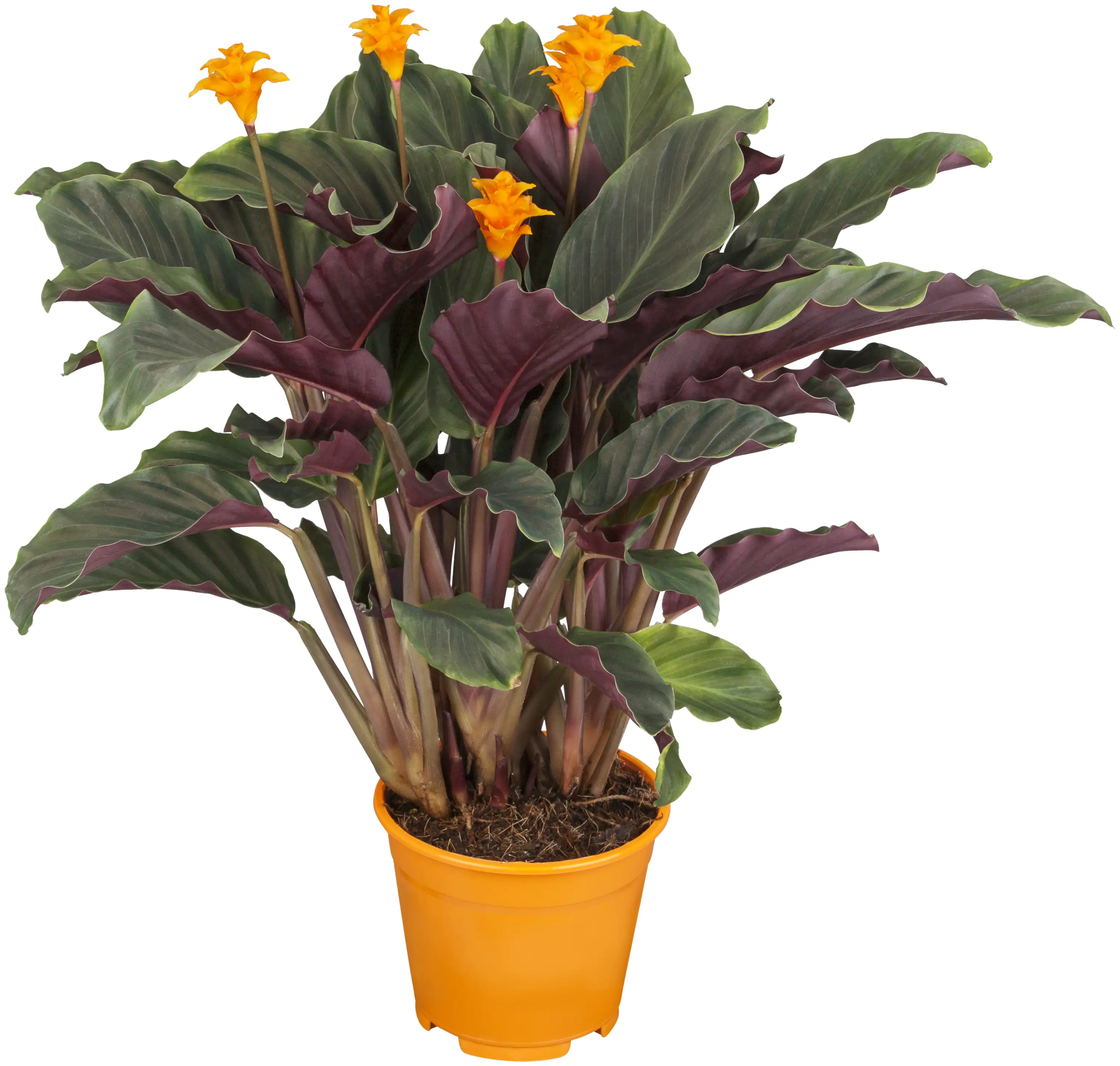 Pfeilblatt Calathea Crocata H ca. 40 cm 14 cm Topf