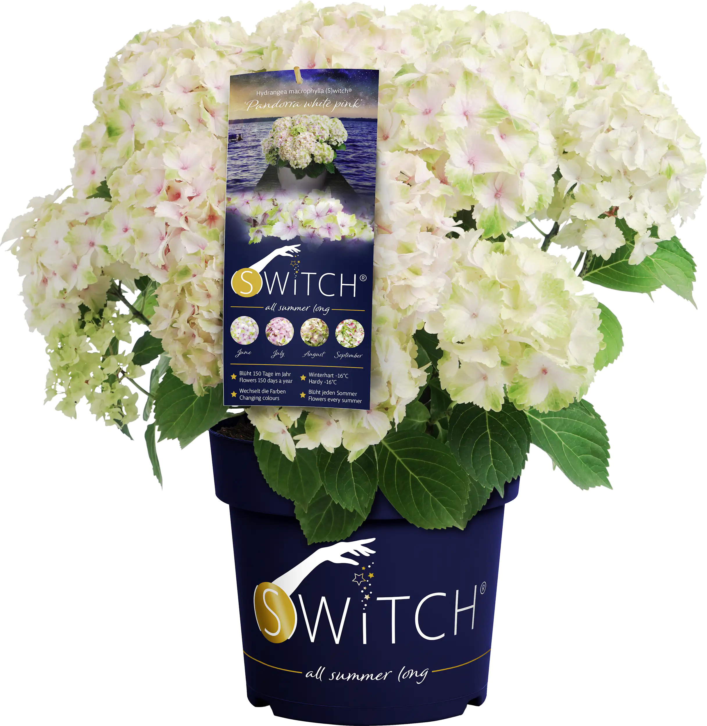 Bauernhortensie Switch Hydrangea mac. H 30-40 cm 3L Container