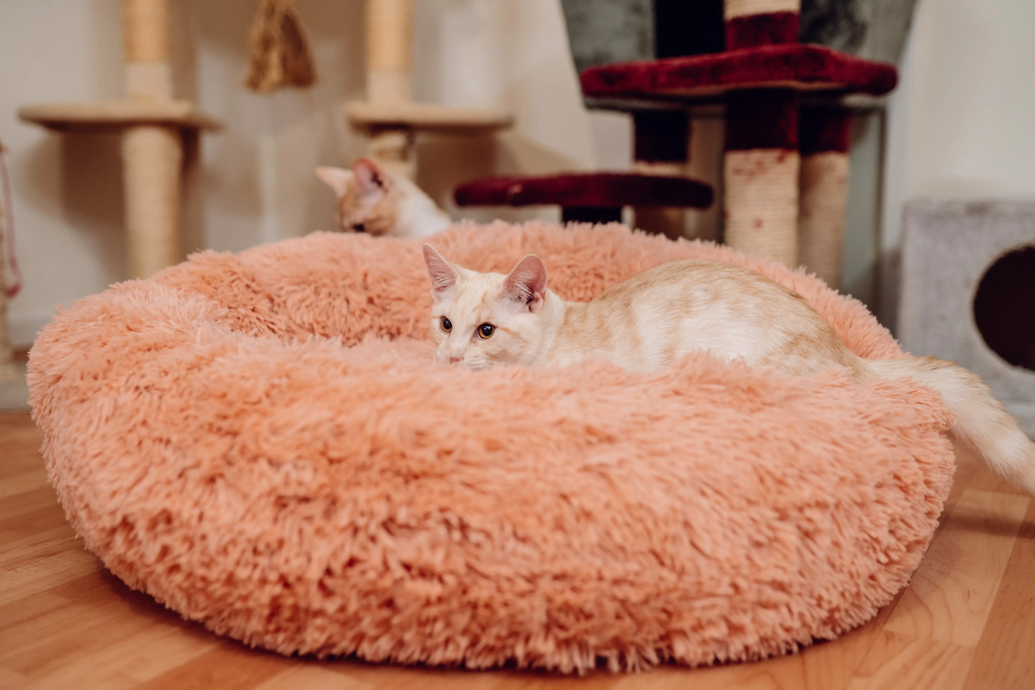 Nobby Kuschelbett Donut Classic Esla altrosa