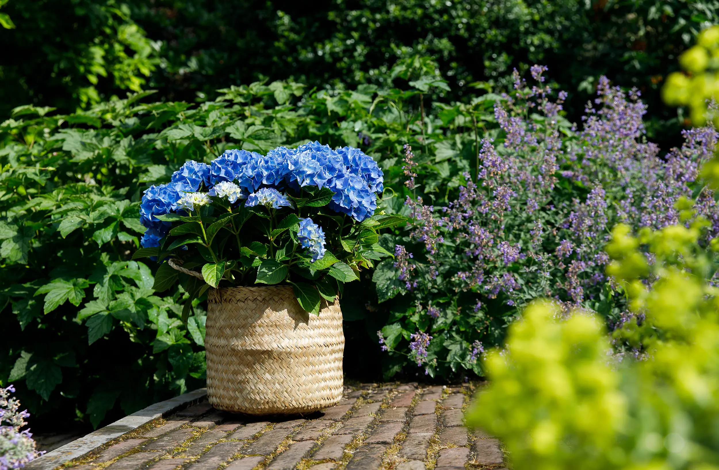Hydrangea mac. Hortensie Music Collection 19 cm Topf