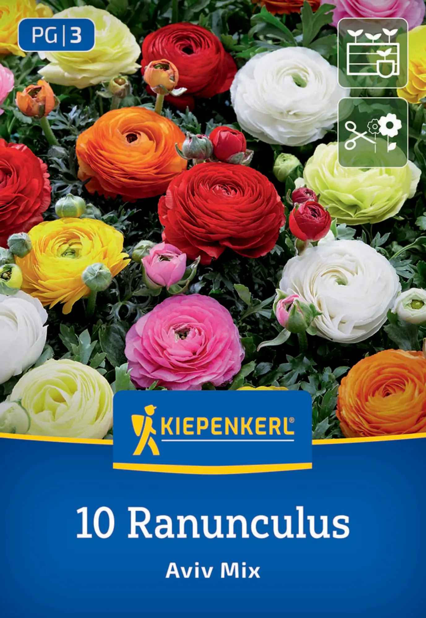 Kiepenkerl Frühjahrsblumenzwiebel Ranunkeln Mischung Aviv Mix 10 Stück