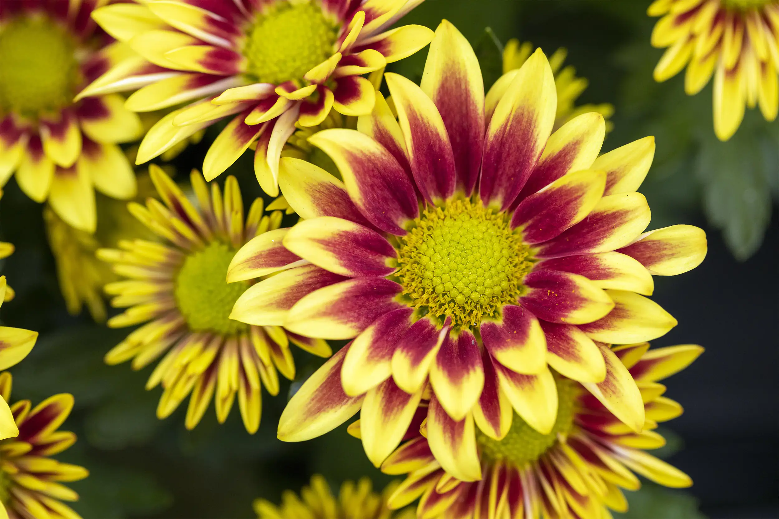 Chrysanthemen H ca 20 cm 13 cm Topf