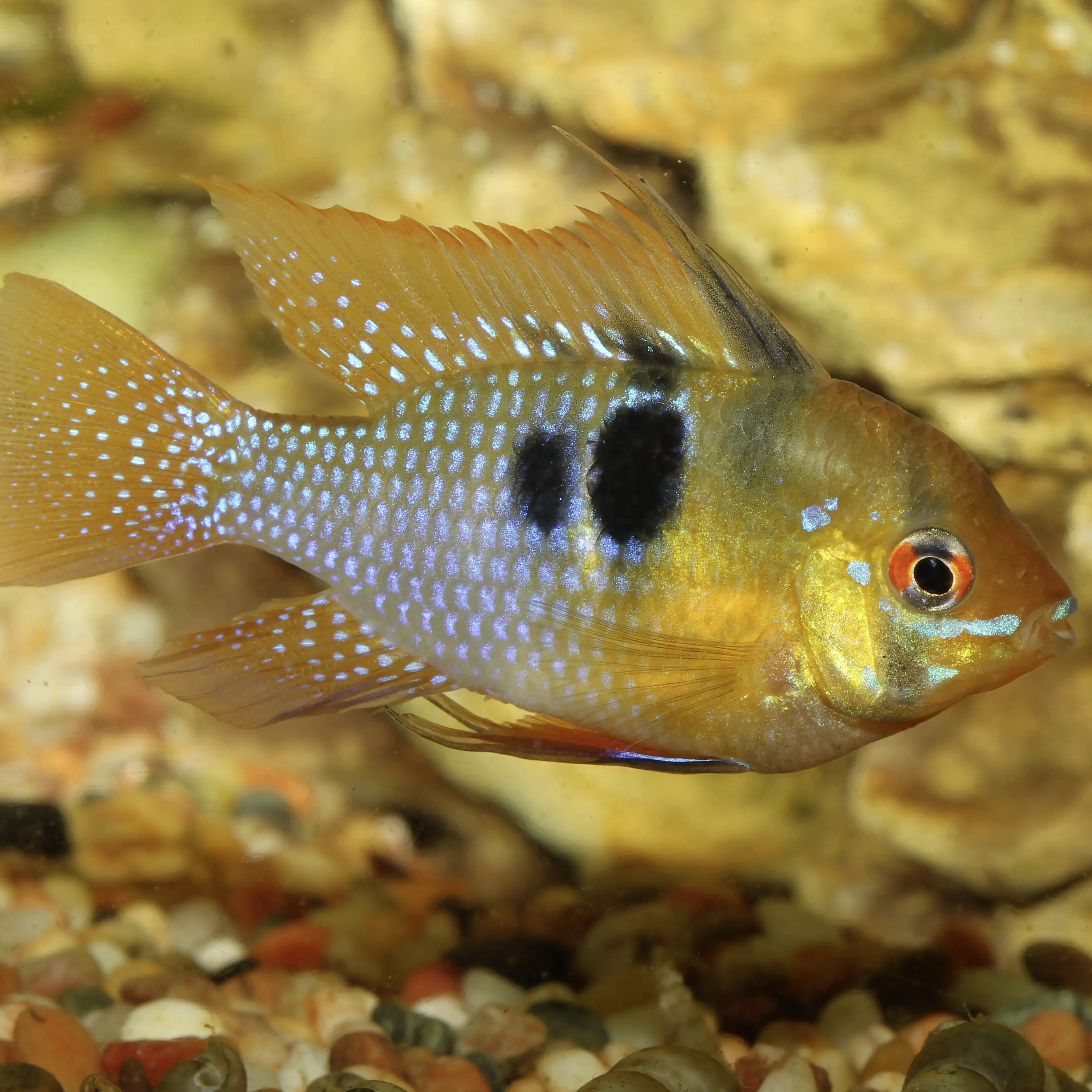 JBL Fischfutter Pronovo Cichlid Grano S Fischfuttergranulat 250 ml