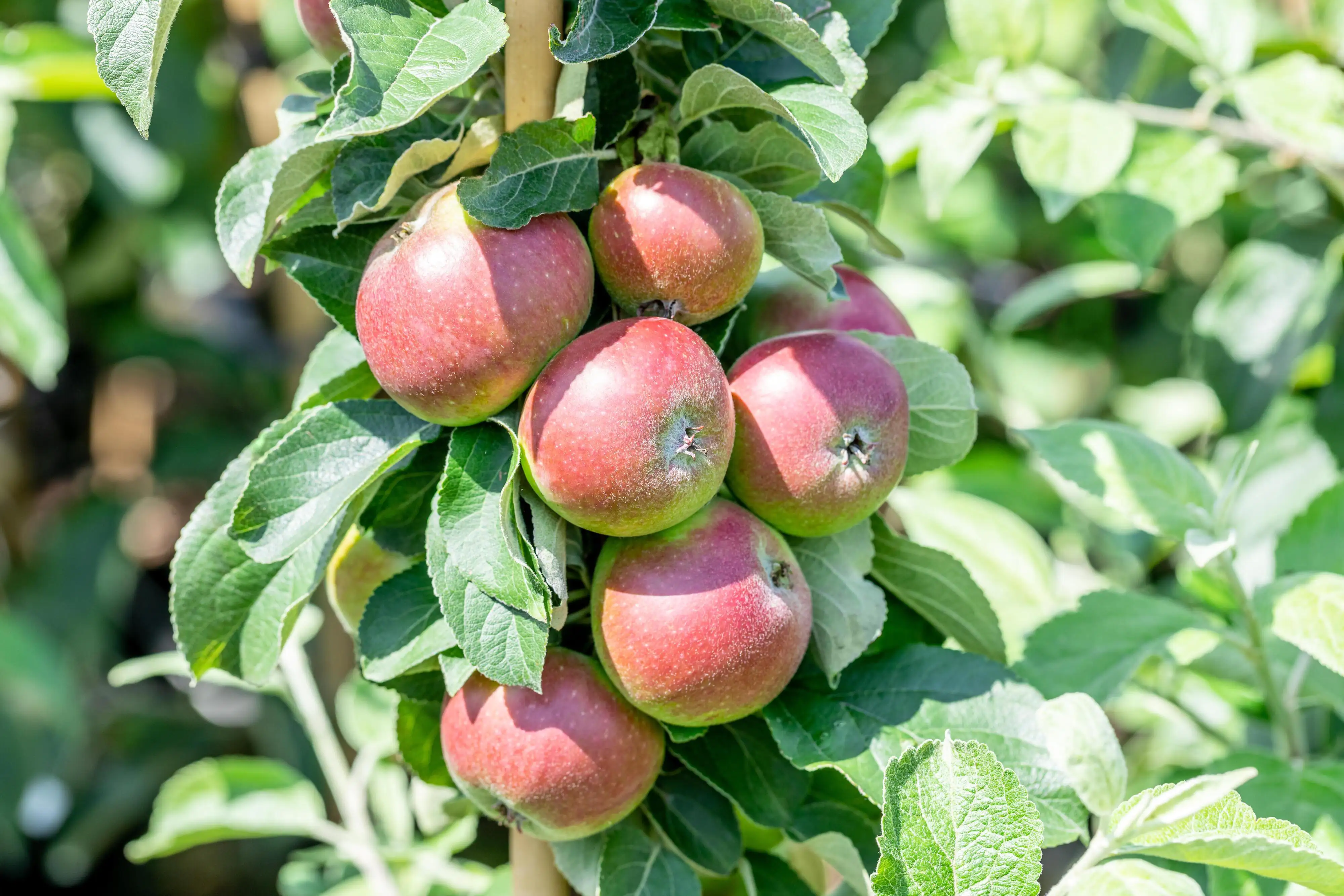 Historische Bio Obstbäume  Apfel Prinz Albrecht H 150 cm 29 cm Topf
