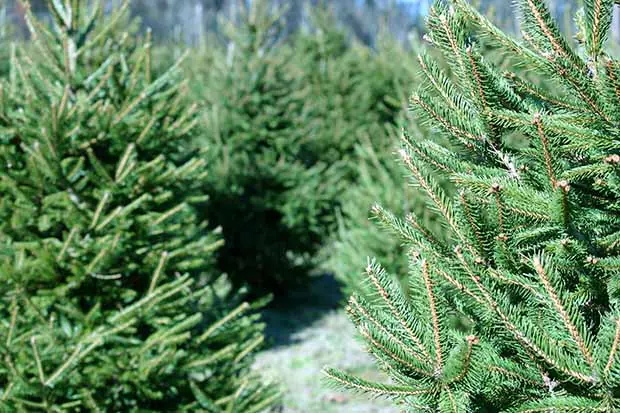 Weihnachtsbaum pflegen