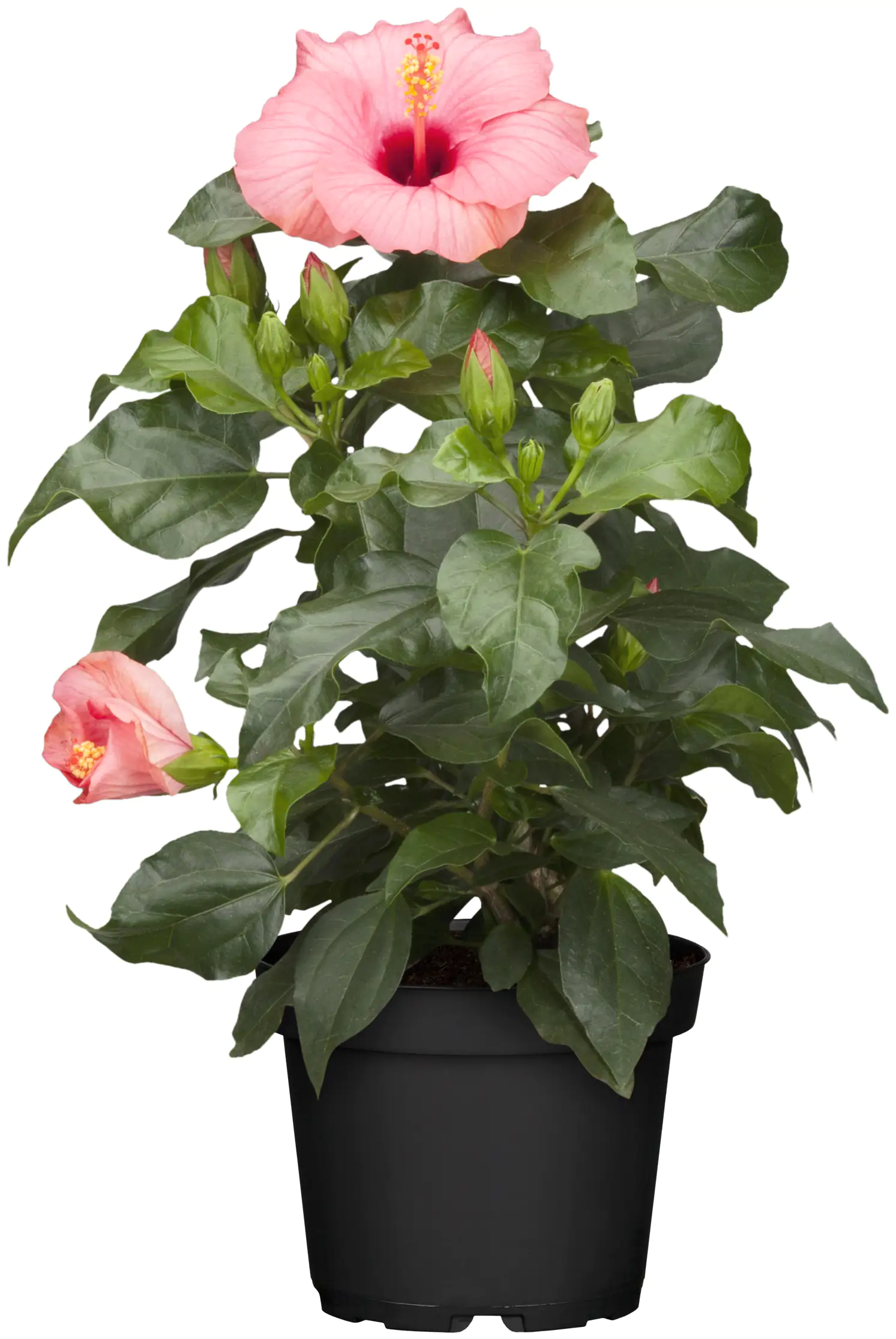 Roseneibisch Hibiscus H ca 40 cm 13 cm Topf