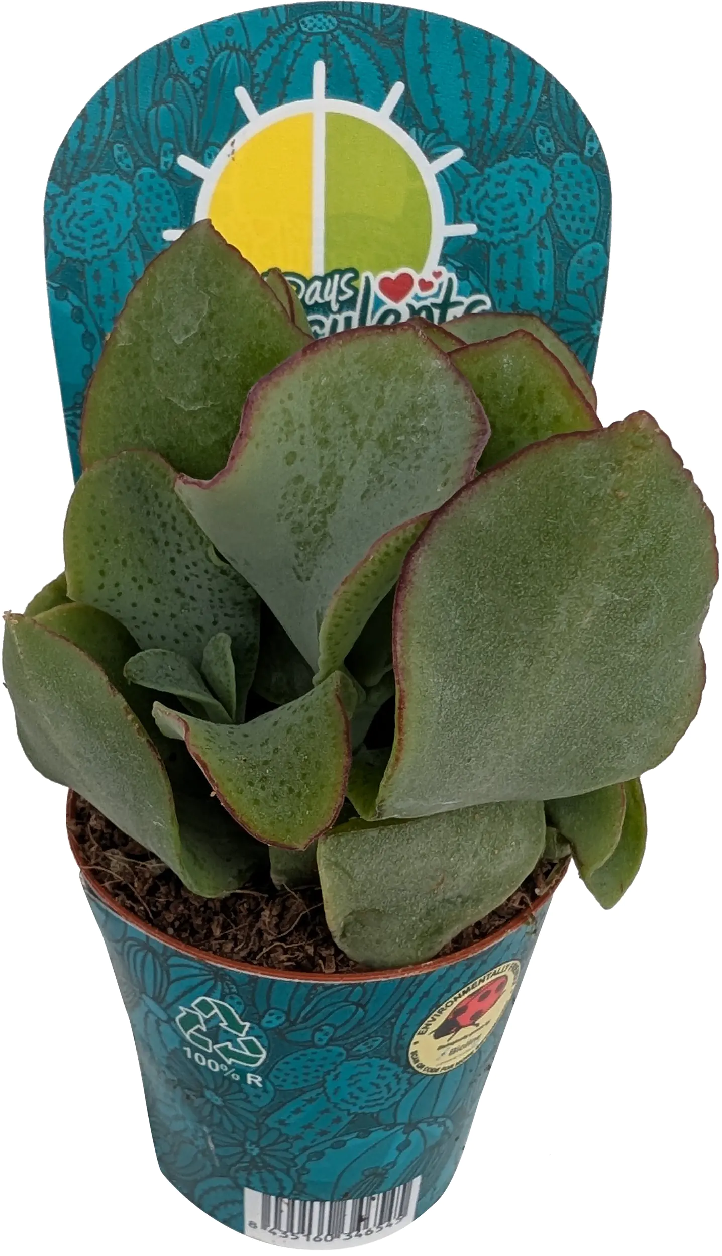 Cactaceae Sukkulenten im 5,5 cm Topf