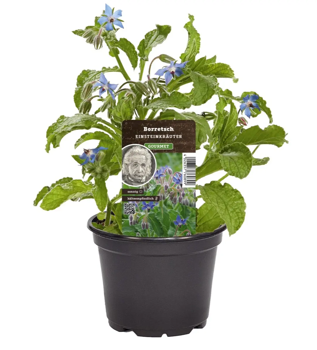 Einsteinkräuter Borretsch Gurkenkraut 12 cm Topf