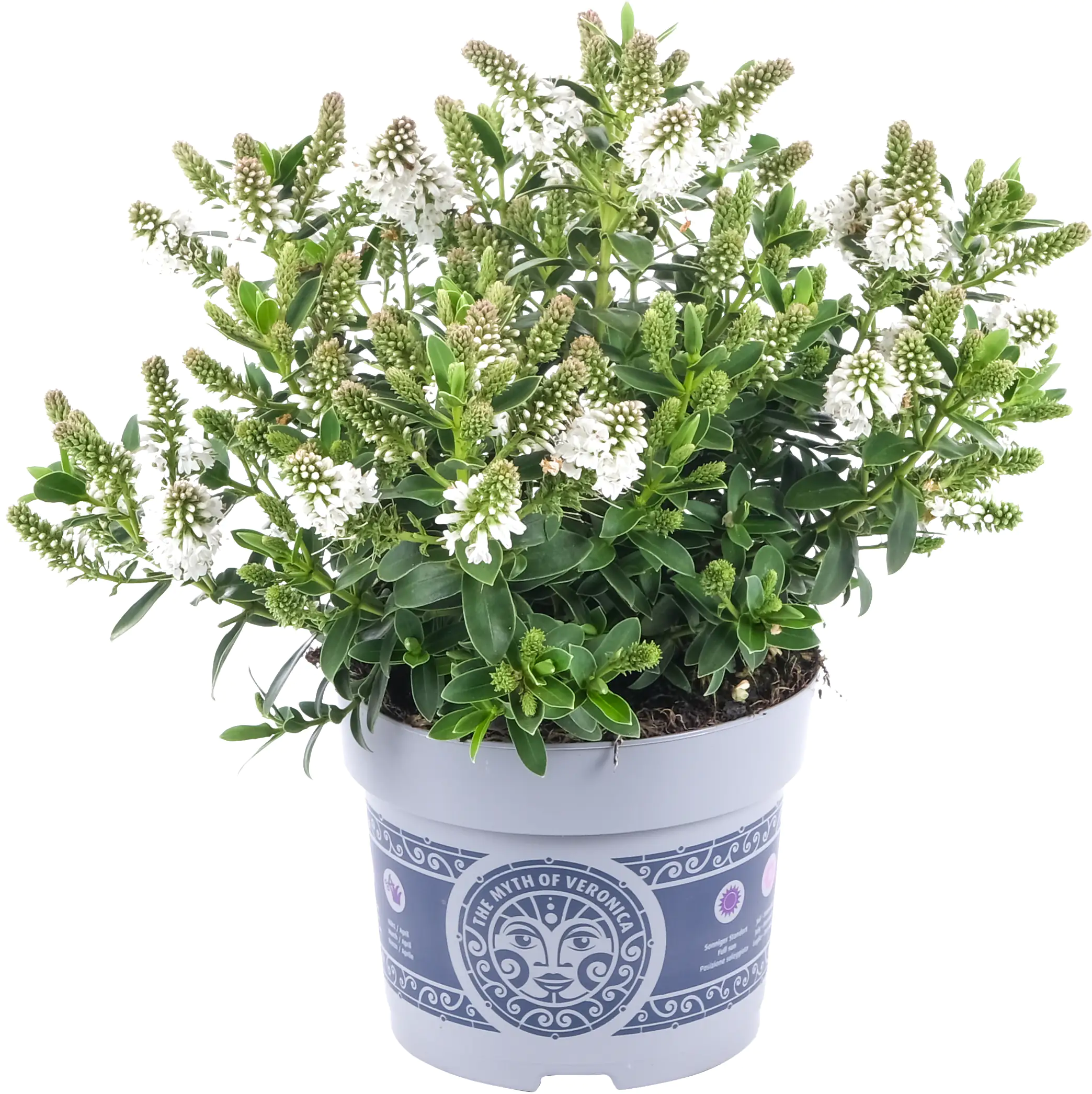 Strauchveronika Hebe All Blooms 12 cm Topf
