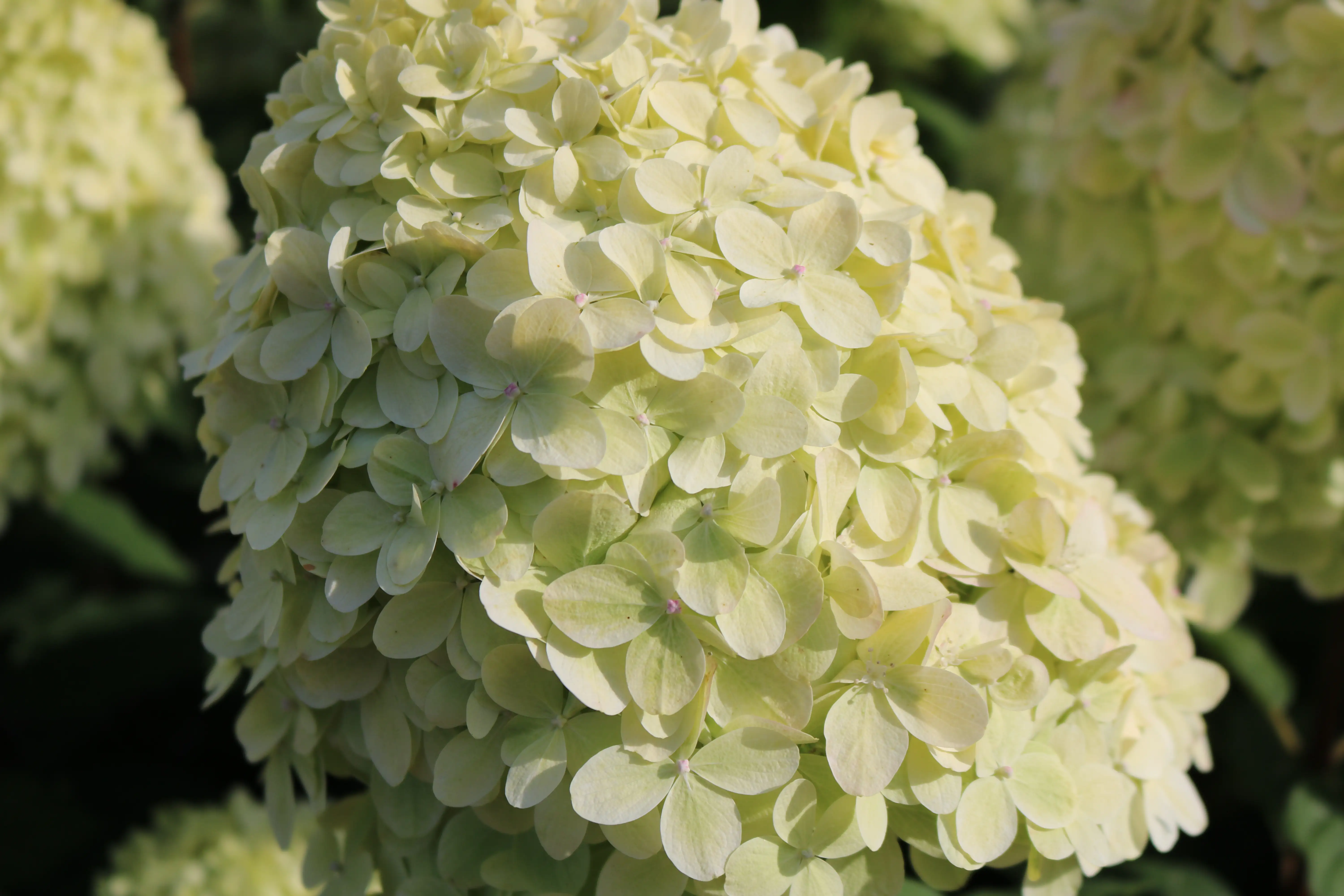 Rispenhortensie 'Limelight' 5 l Container