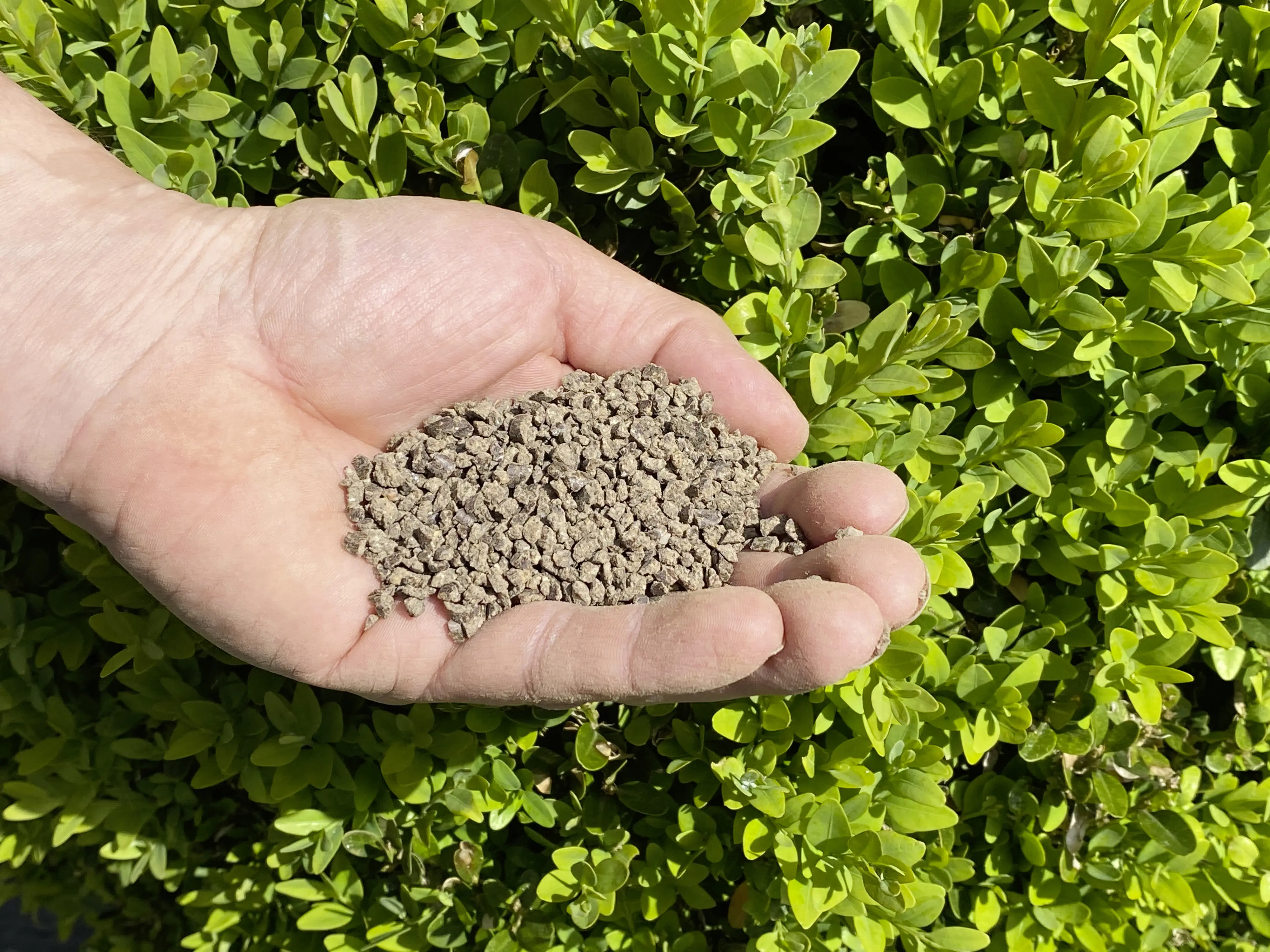 Solabiol Buchsbaum Dünger 1,5 kg