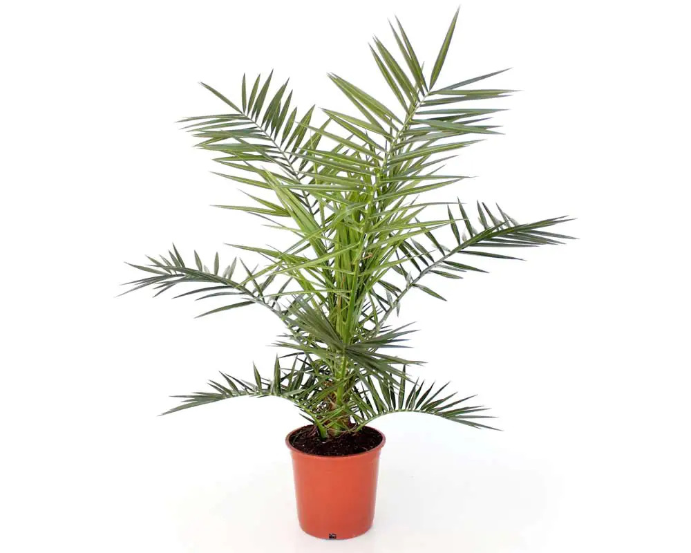 Dattelpalme Phoenix Canariensis H ca. 80-90 cm 20 cm Topf