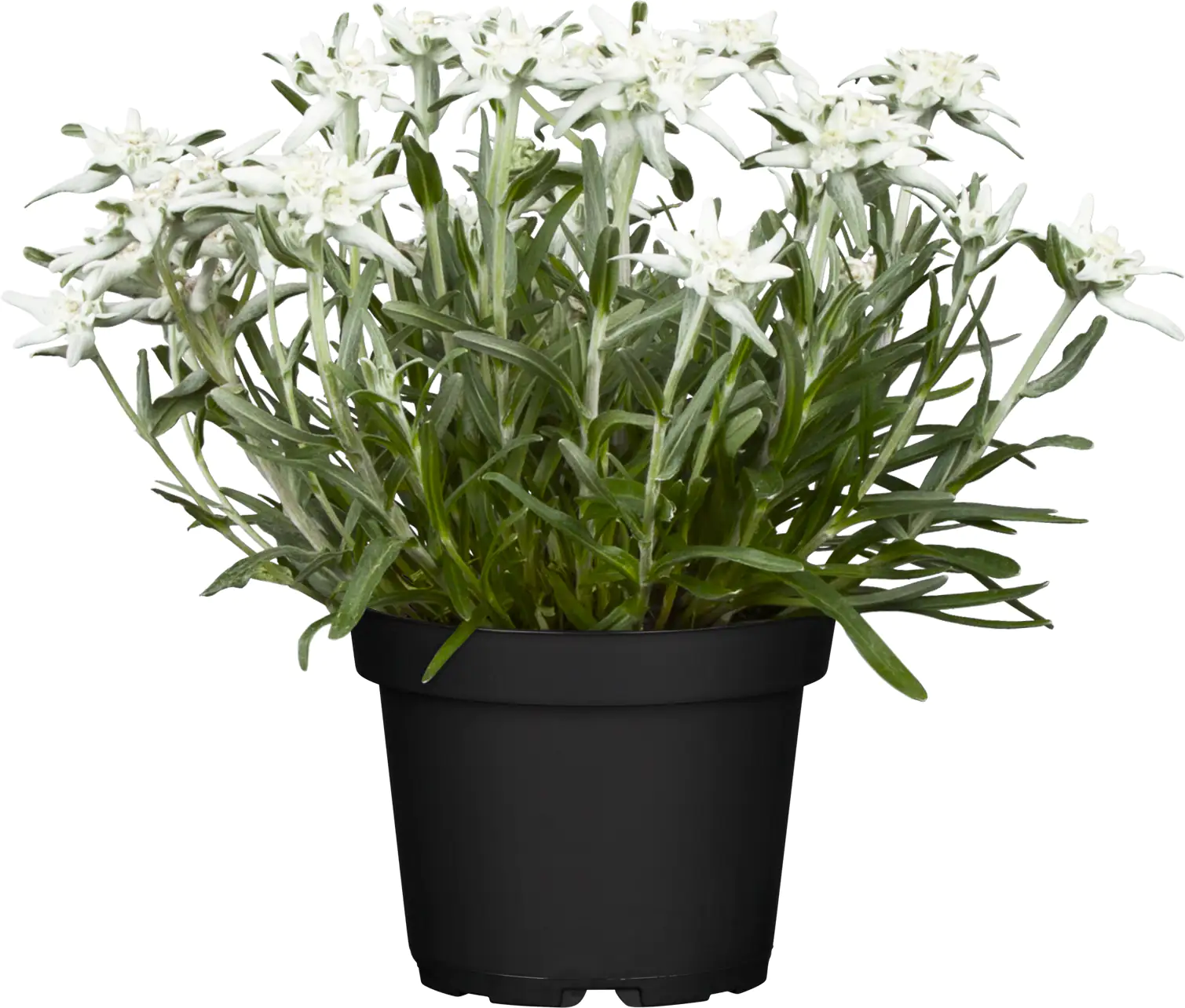 Edelweiß Leontopodium H ca 20 cm 13 cm Topf
