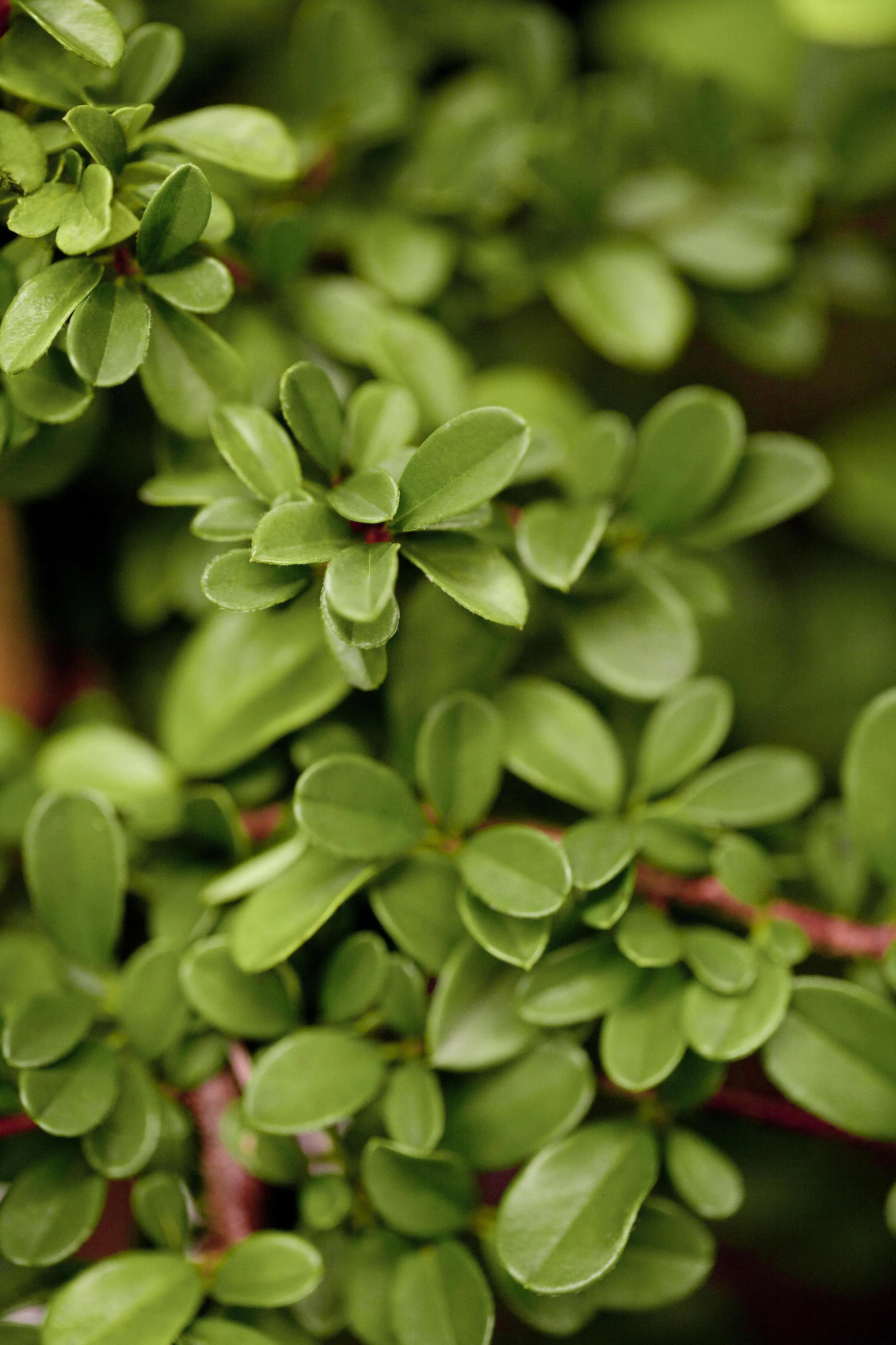 Teppichmispel Cotoneaster dammeri 'Frieders Evergreen' 0,5 l Container