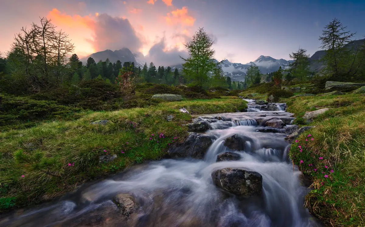 Komar Vlies Fototapete Wild Paradise 450 x 280 cm 