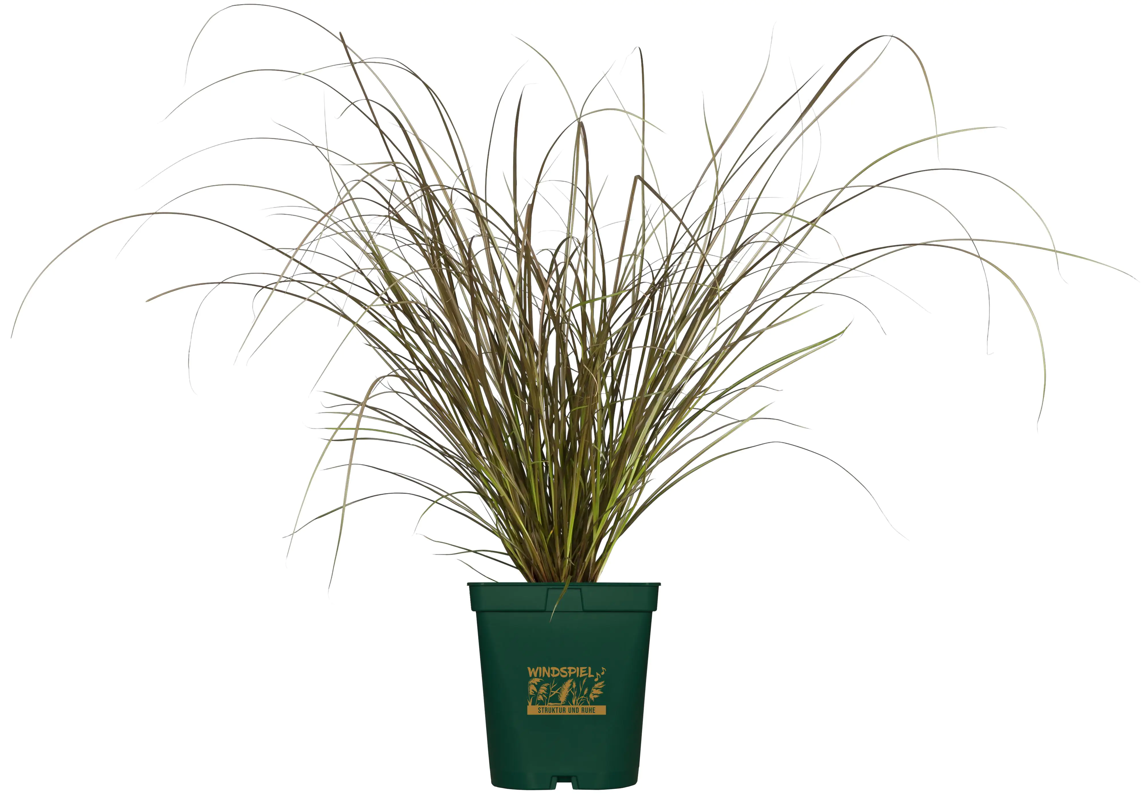 Sommergras Pennisetum setaceaum Rubrum 5 L Container
