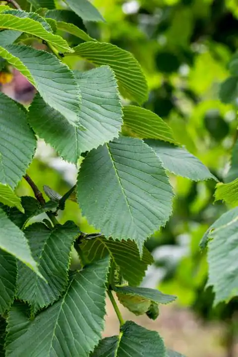 Heckenulme Ulmus "Die Heckenheldin" 17cm Topf, 40-60 cm hoch