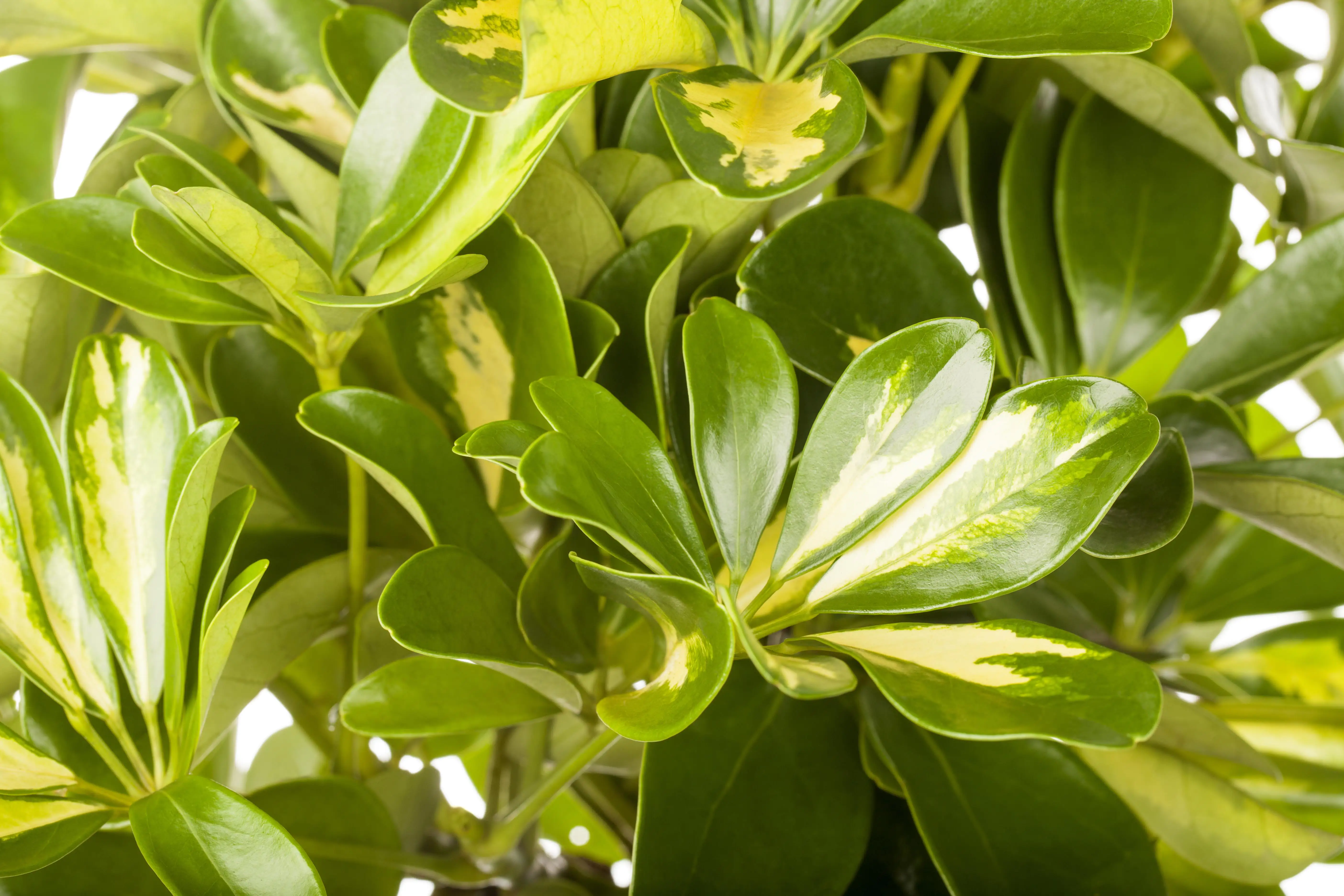 Strahlenaralie Schefflera arboricola Charlotte H ca. 50 cm 21 cm Topf