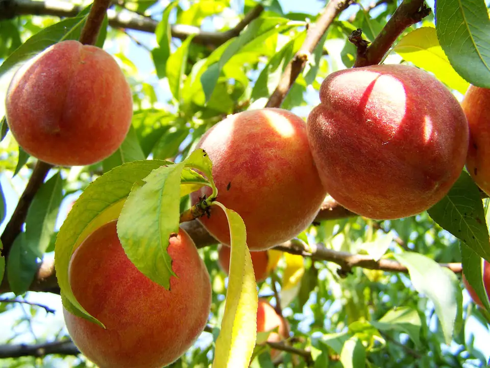Pfirsichbaum Amsden 7,5 L Container