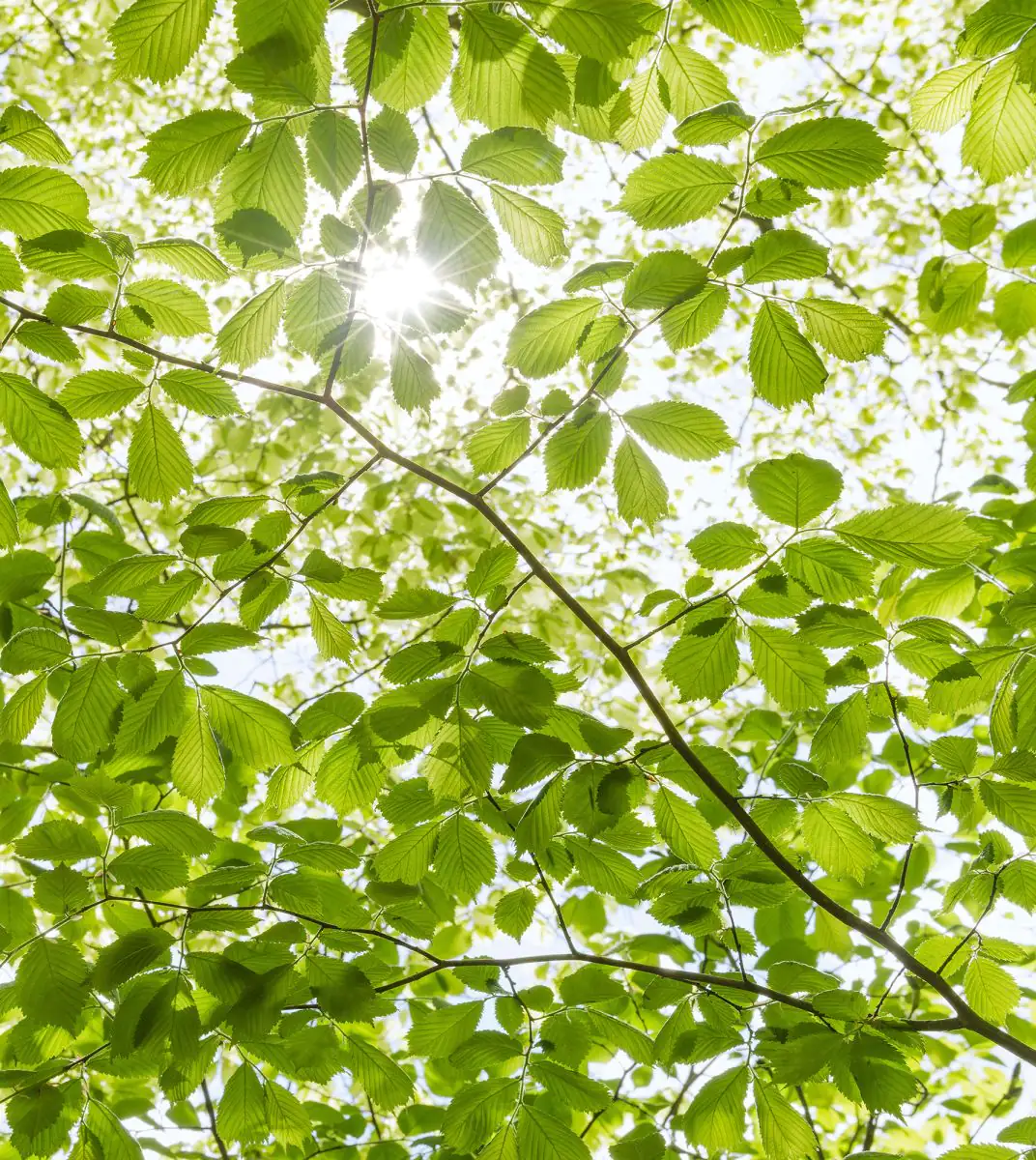 Komar Vlies Fototapete Im Frühlingswald 250 x 280 cm 