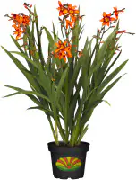 Mondbretia Crocosmia H ca 40 cm 23 cm Topf 