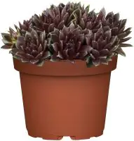 Hauswurz Sempervivum Mix 9 cm Topf