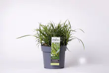 Ziergräser 19 cm Topf verschiedene Sorten