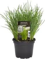 Einsteinkräuter Schnittlauch 12 cm Topf