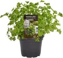 Einsteinkräuter Petersilie glatt 12 cm Topf
