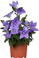 Ballonblume Platycodon H ca 60 cm 12 cm Topf