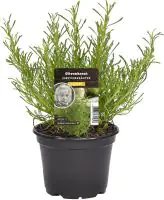 Einsteinkräuter Olivenkraut 12 cm Topf