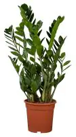 Zamioculcas Zamifolia Glücksfeder 80 cm 21 cm Topf