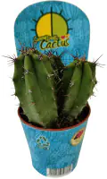 Kakteen mix 5,5 cm Topf