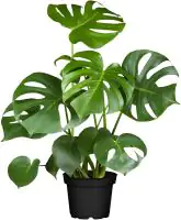 Fensterblatt Monstera Deliciosa H ca. 55 cm 17 cm Topf