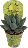 Cactaceae Sukkulenten im 5,5 cm Topf