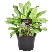 Einsteinkräuter Sauerampfer 12 cm Topf