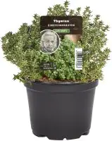 Einsteinkräuter Thymian vulgaris 12 cm Topf