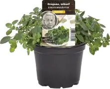 Einsteinkräuter - Oregano scharf 12 cm Topf