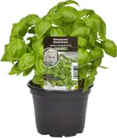 Einsteinkräuter Basilikum Genovese 12 cm Topf